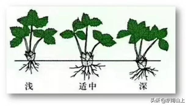 草莓种植的起源科技与农业发展紧密相连，探索草莓种植最早的科技之旅