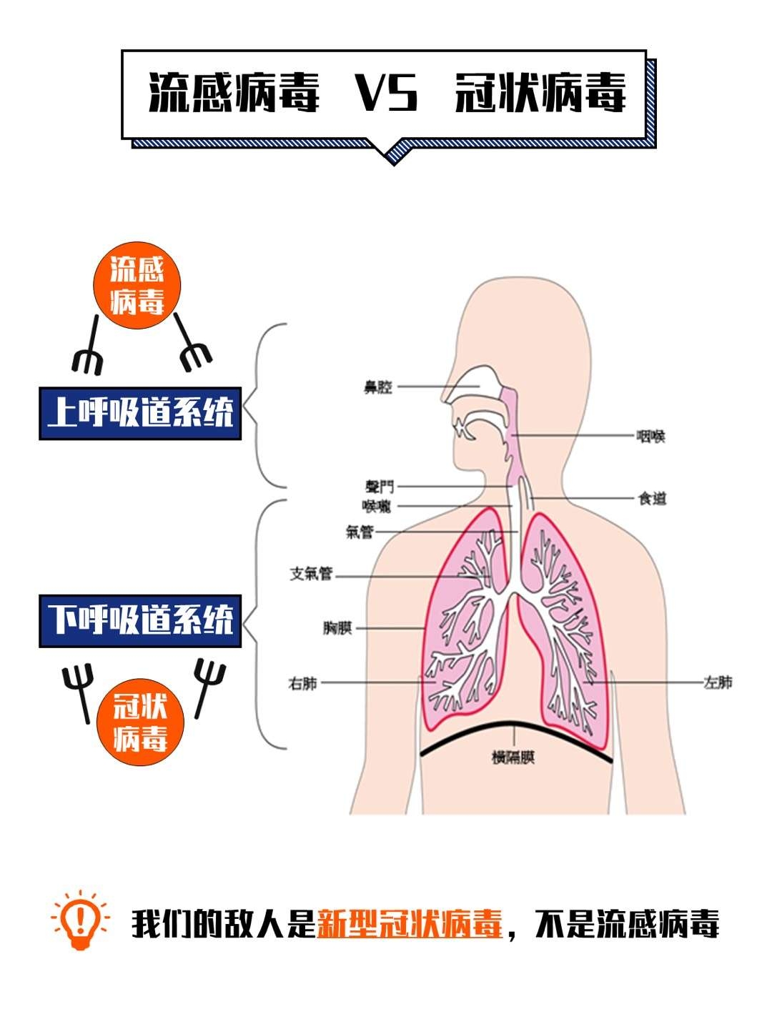 新型冠状病毒根源的早期探究